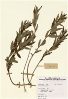 藏品(豬仔笠)的圖片